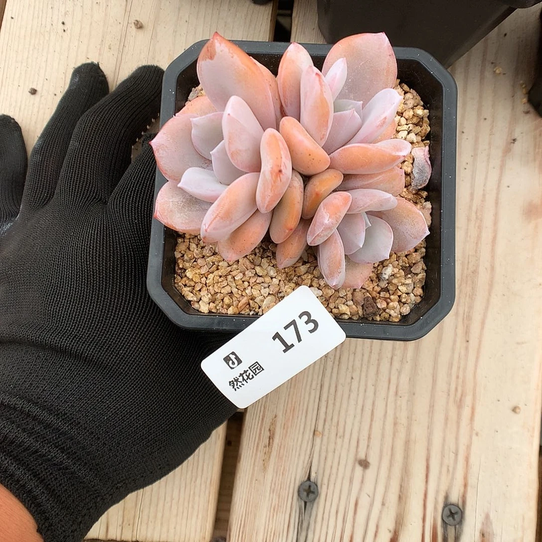 173奶茶多肉植物666