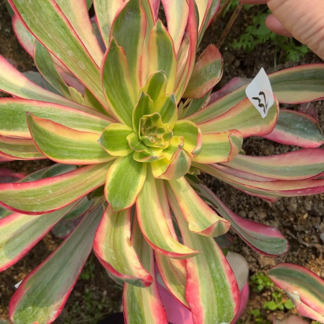 32阿波罗多肉植物