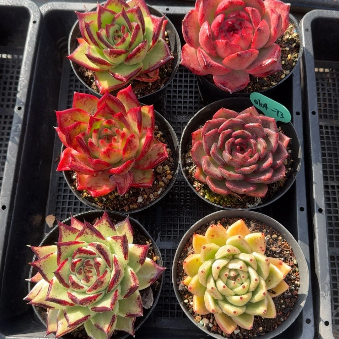 从前慢多肉精选编号0104.73