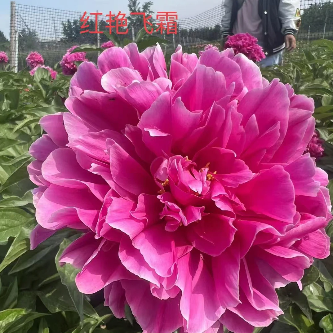 花卉观赏芍药花：红艳飞霜