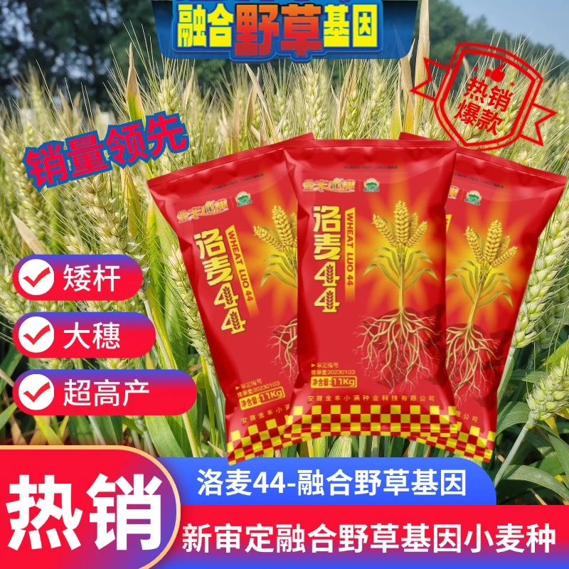 【10袋】小麦种子洛麦44高产新审定抗倒伏小麦
