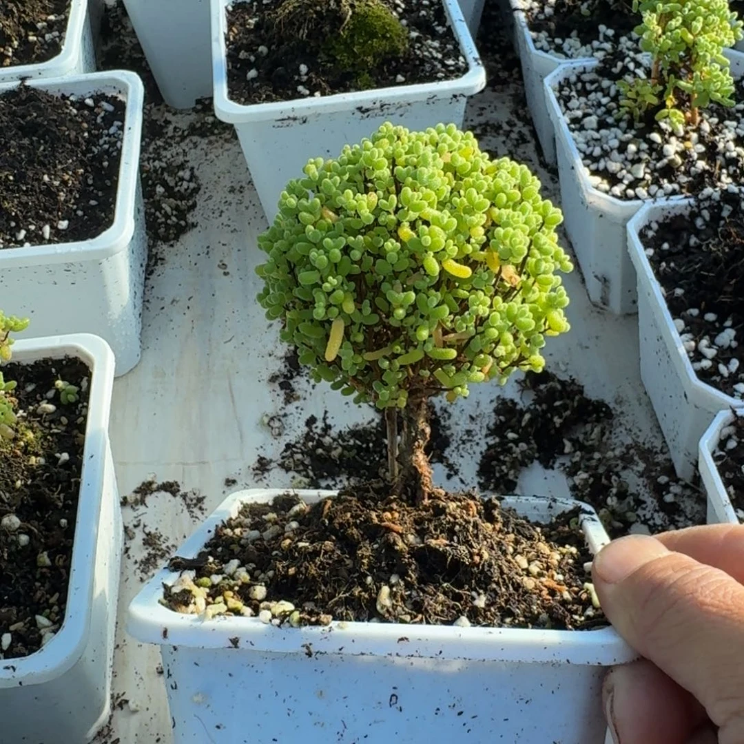 老桩棒棒糖金橘带盆带土发