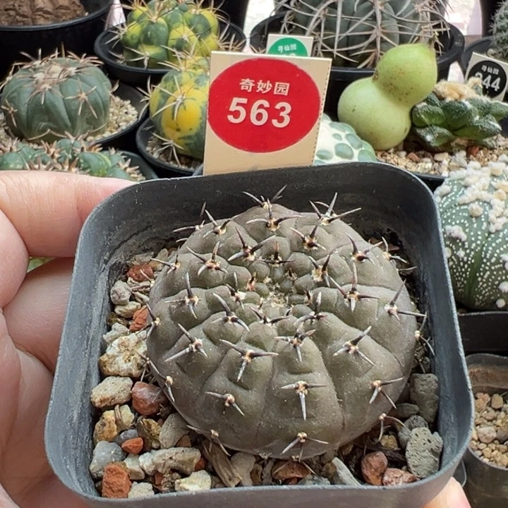 实生黑刺凤头一棵仙人球