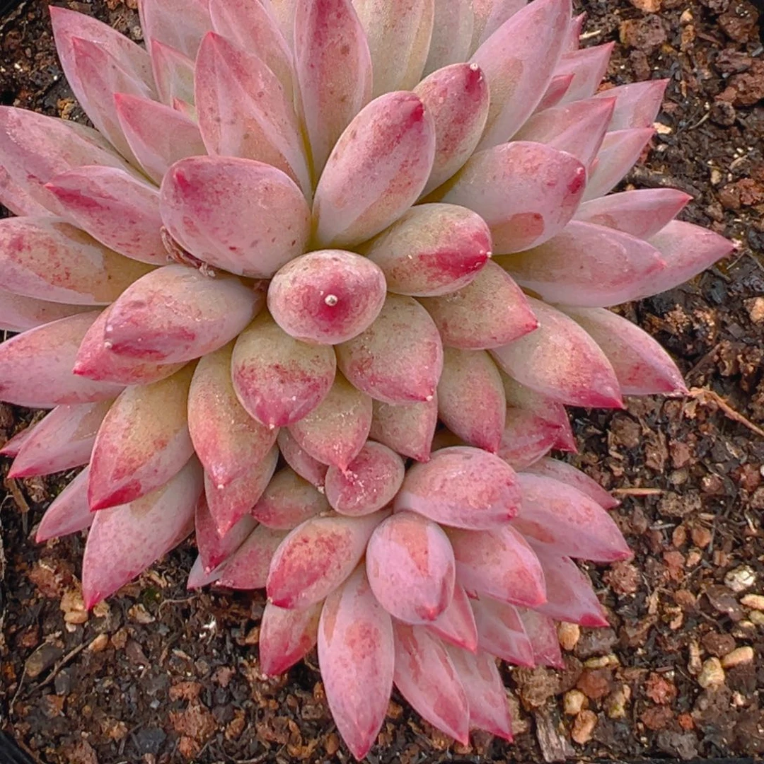 微**然虞美人11111111