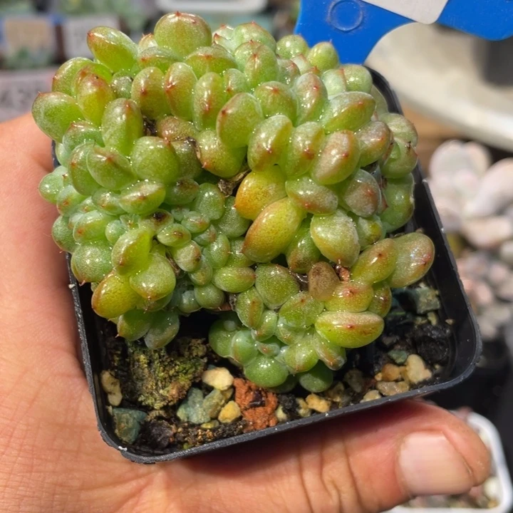 白胖子缀403号的啊啊多肉啊啊