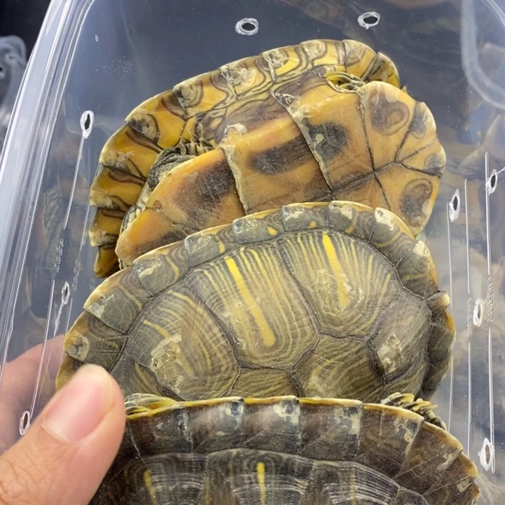 巴西彩龟母66666666