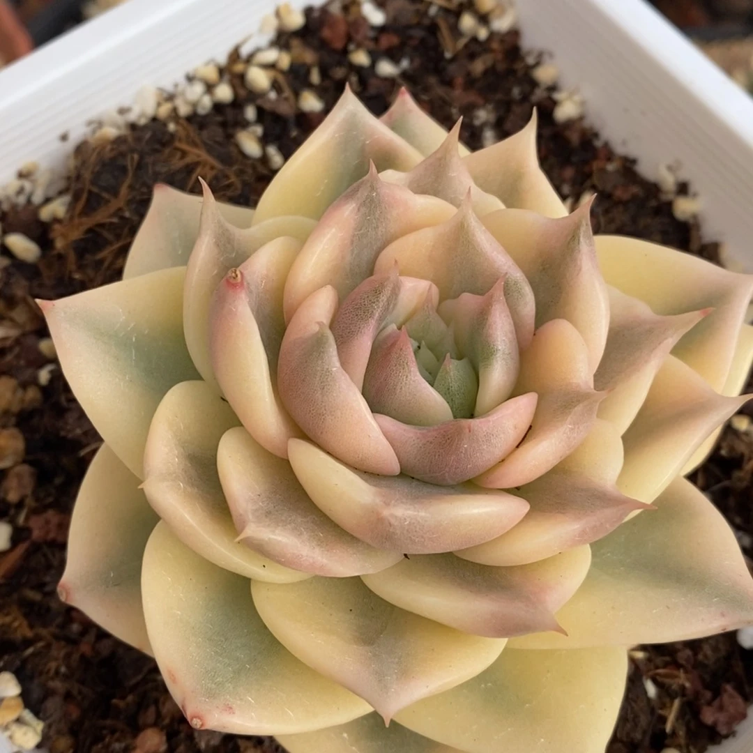 ༺****༻贝加尔湖多肉植物