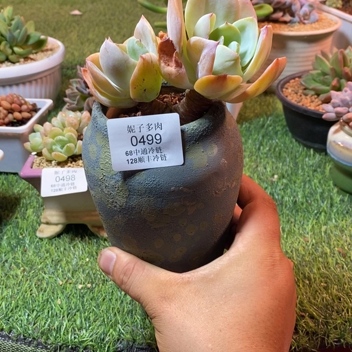 0499啊啊啊啊啊啊啊啊啊啊