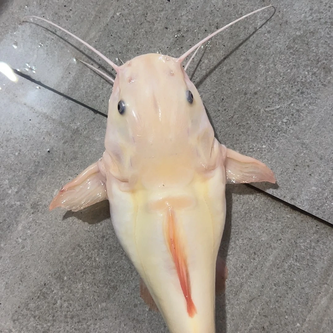 梦***梦工具鱼黄金招财猫微瑕一条
