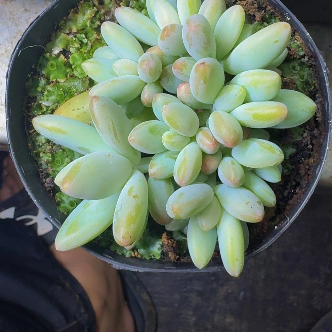蛋***苏白兰地 群生 一物一拍