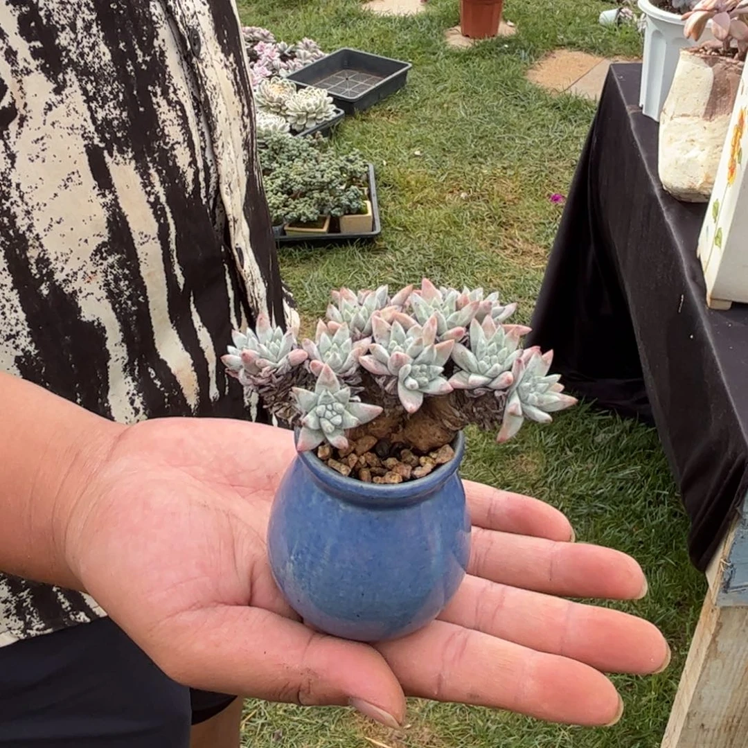 白菊老桩多肉植物带盆