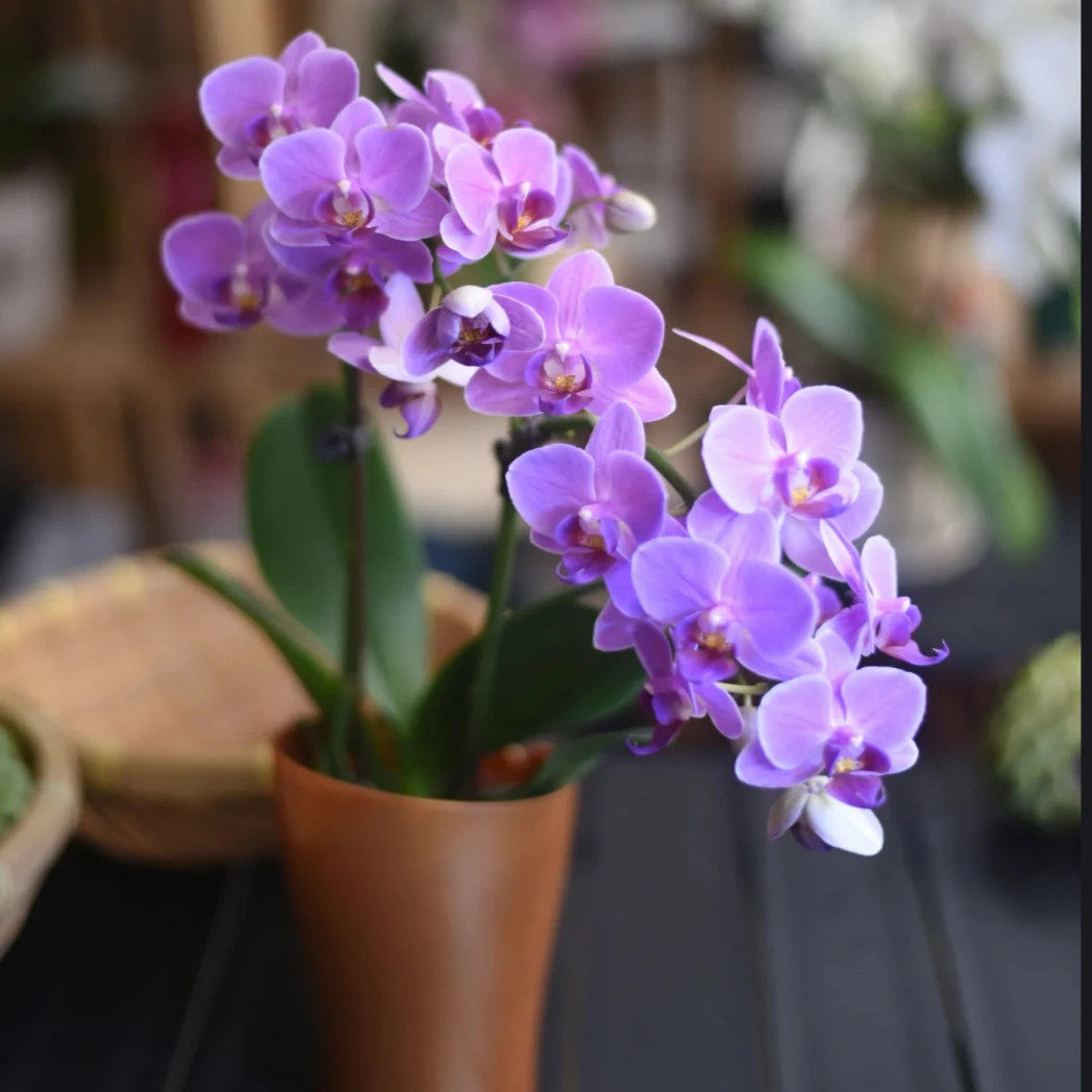 蝴蝶兰【欧洲小蓝】蓝紫色系中小花丰花型3.0寸加高苗子基地直发