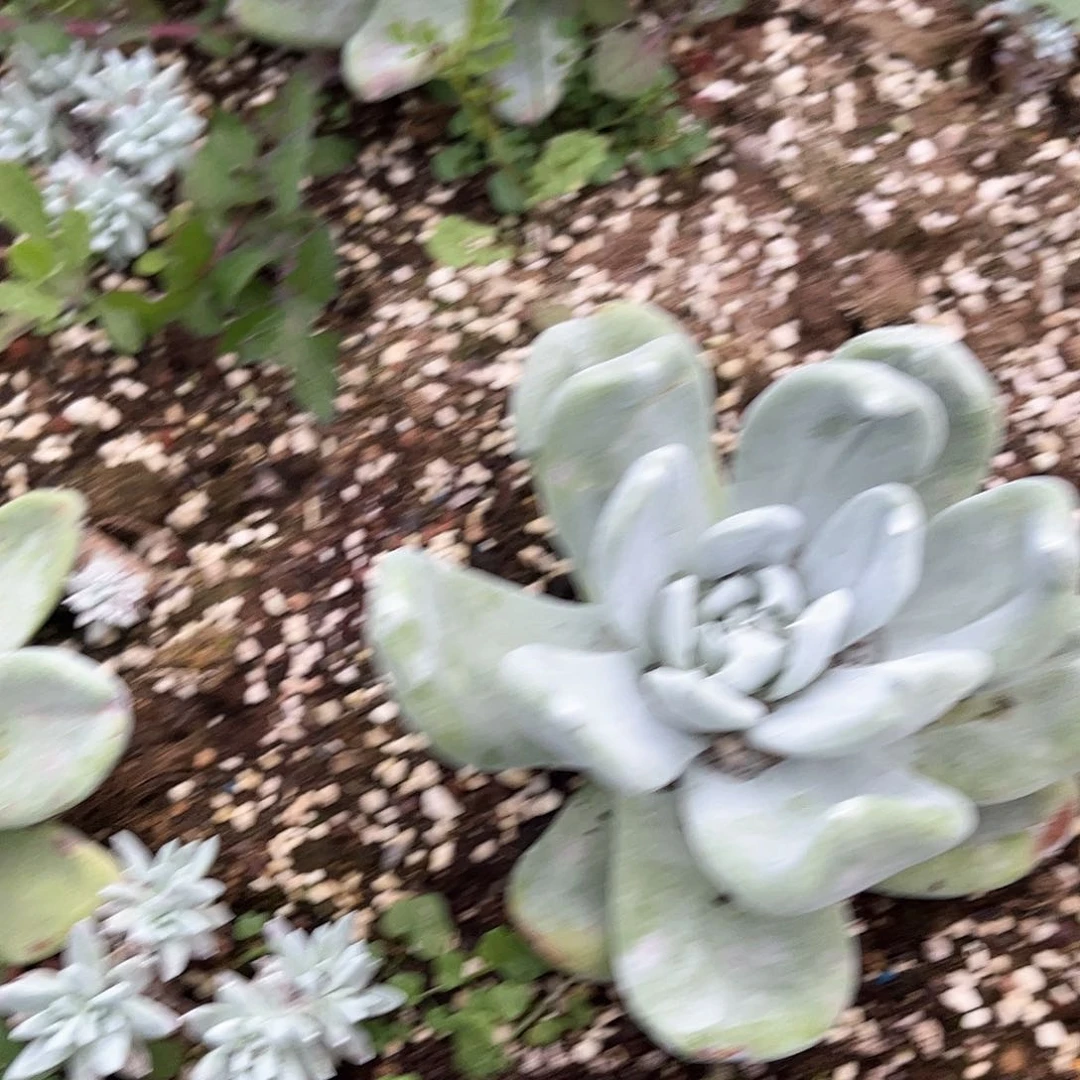 路*6402帕翠啥仙女杯多肉