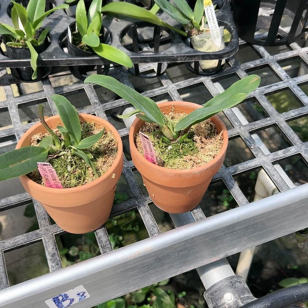 当前无花朵，栽培后可花朵CS804 少根