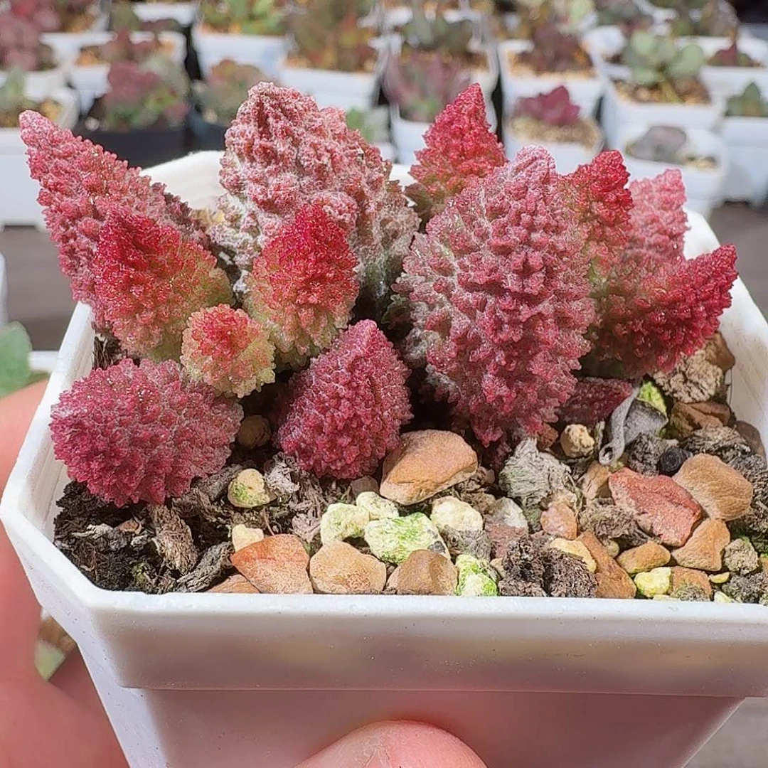 朱紫玉