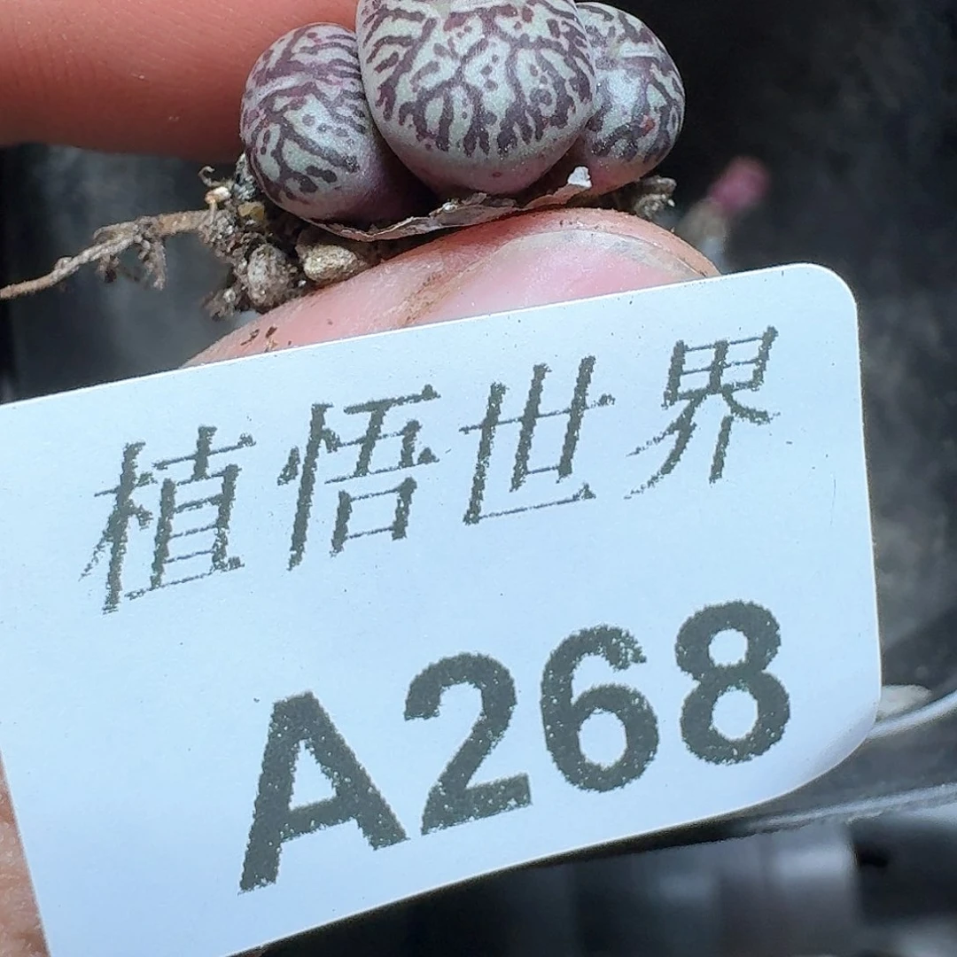 268号多肉植物哇d c