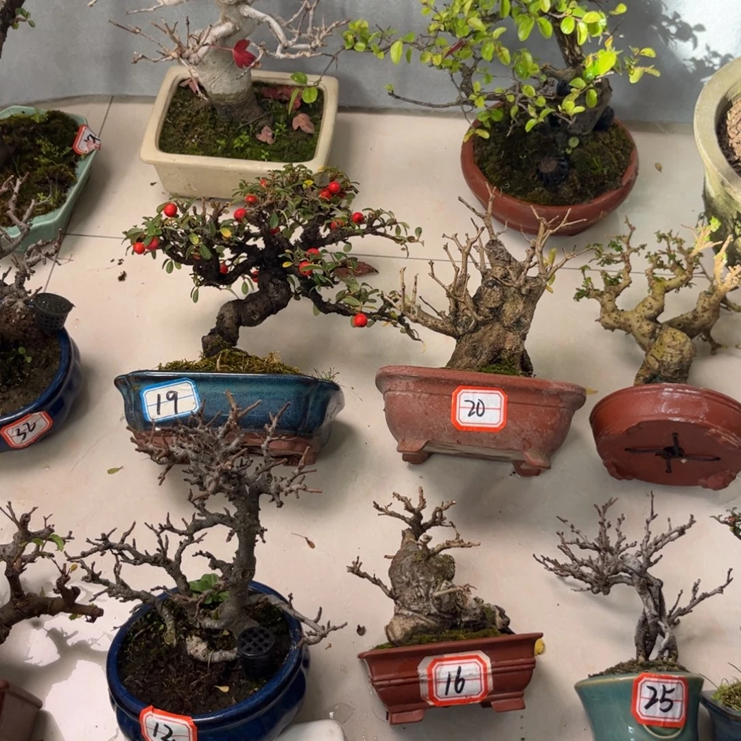 完全开放石榴盆景的时候就会觉得很幸福很美好很