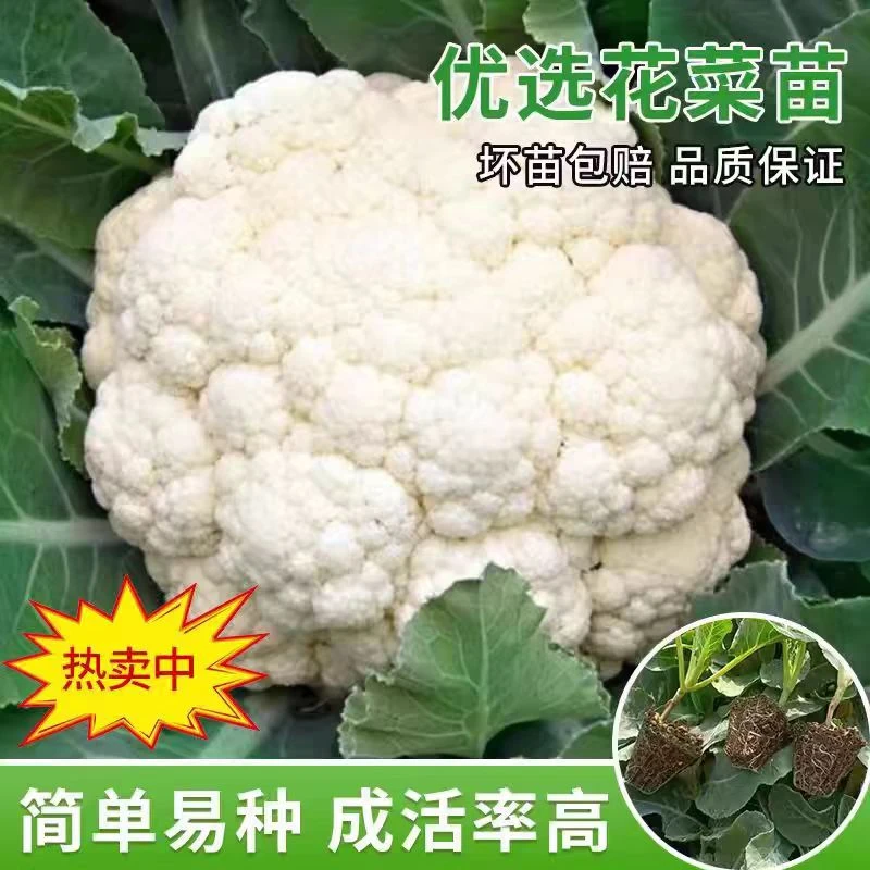 花菜苗秧苗青梗花椰菜松花菜种苗甘蓝苗子西兰苗春秋种植蔬菜苗子