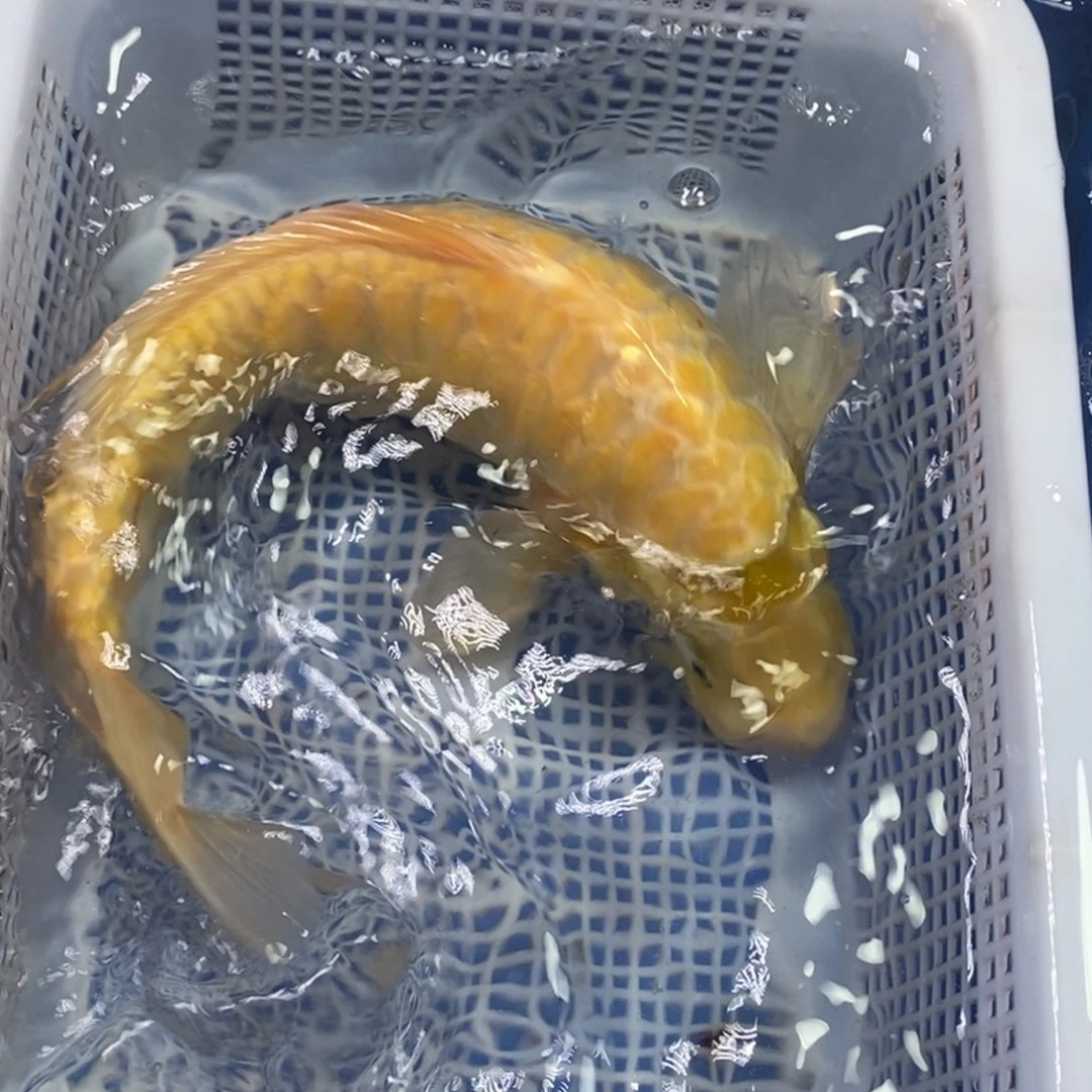 锦鲤冷水锦鲤包邮