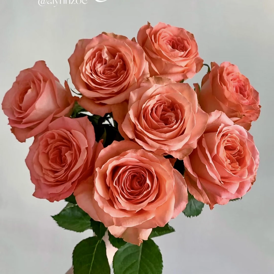 推荐两广【香妃】苗情好 高杯切花 花期长1加仑2.5L根接苗云南发货