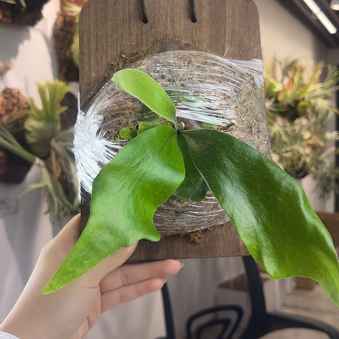 不开花植物曼谷花园RP孢子苗