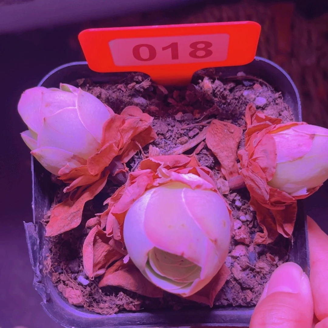 018山地玫瑰粉色