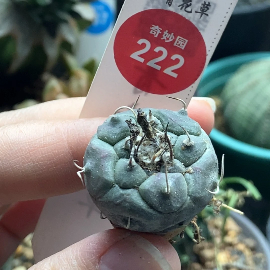 实生乌丸娇丽2.6cm