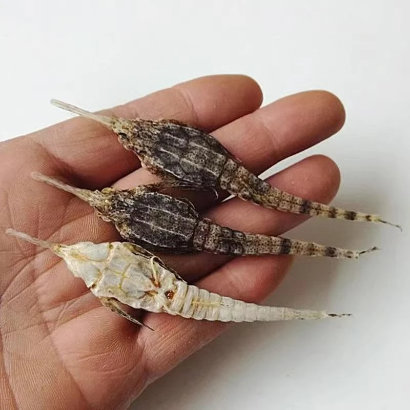 远海捕捞海麻雀 干 海燕 海燕子包邮海产品干 货煲汤泡酒11