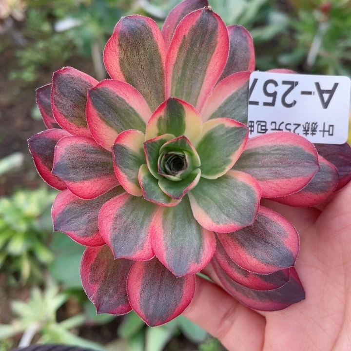 257魅锦玫瑰锦砍头123456多肉