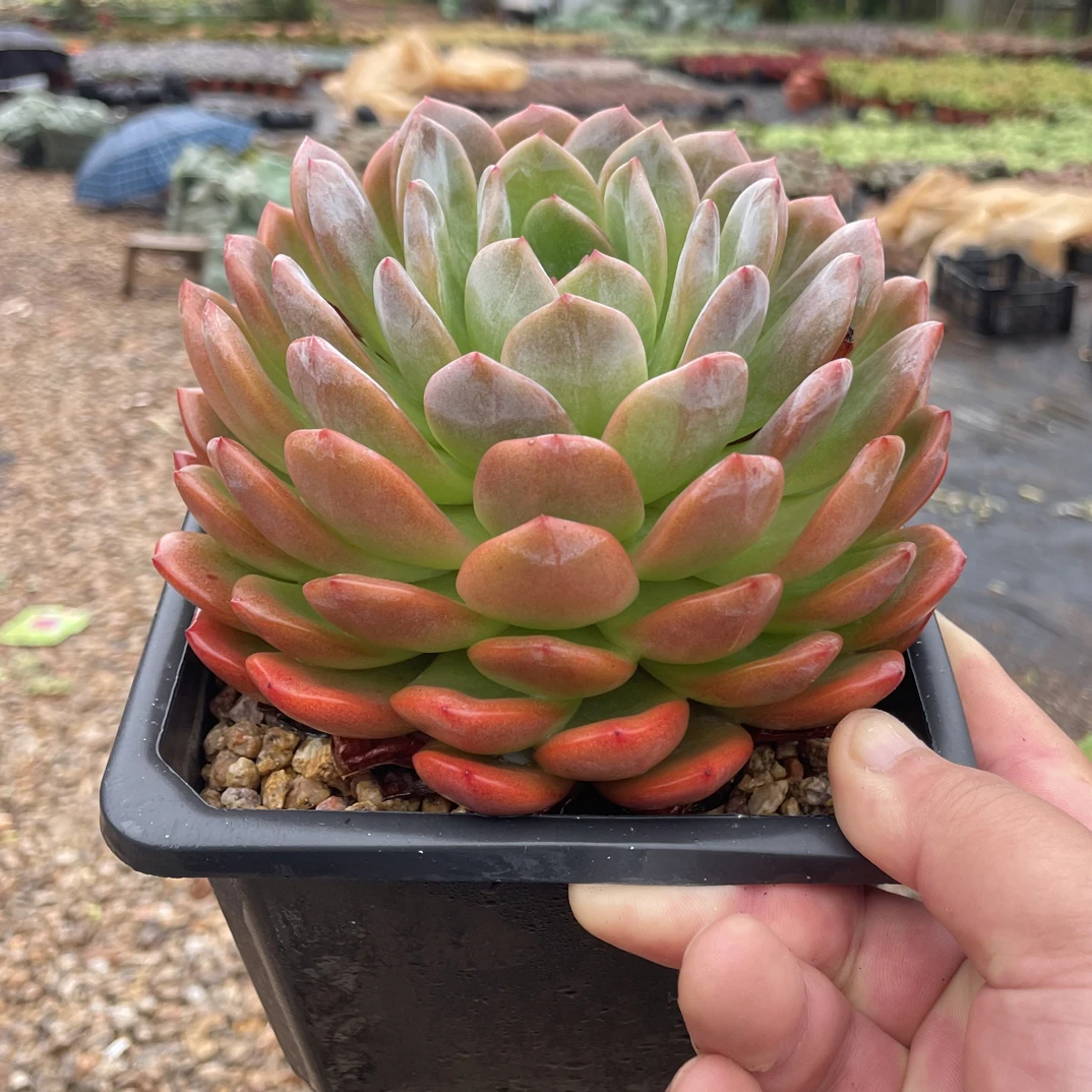 精控全明星 金金精品多肉植物