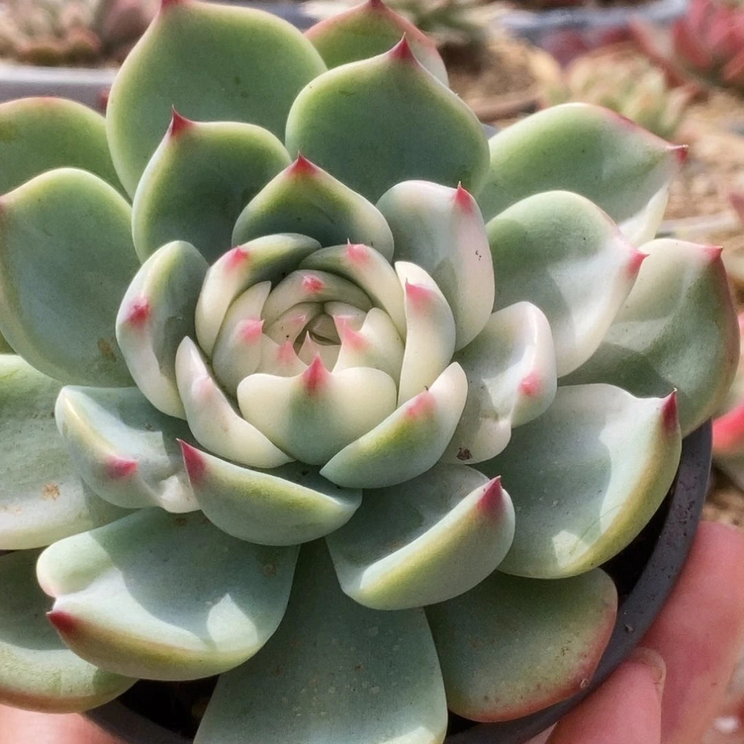 55锦锦锦锦锦锦锦锦锦