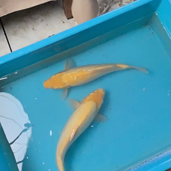 锦鲤锦鲤两尾顺丰到付