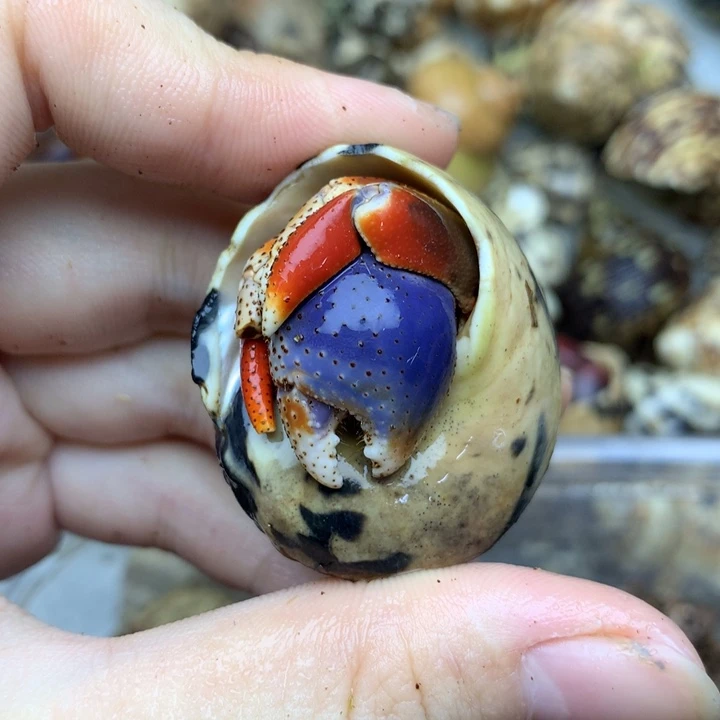 17h微磨尖蓝钳子西伯