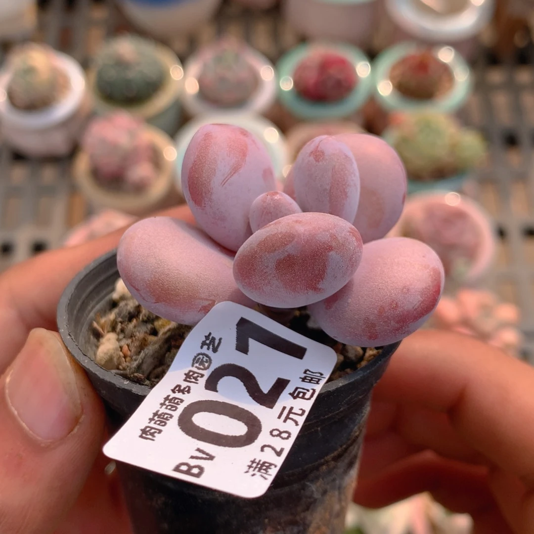 P肉萌萌5cm拇指盆精控多肉BV021