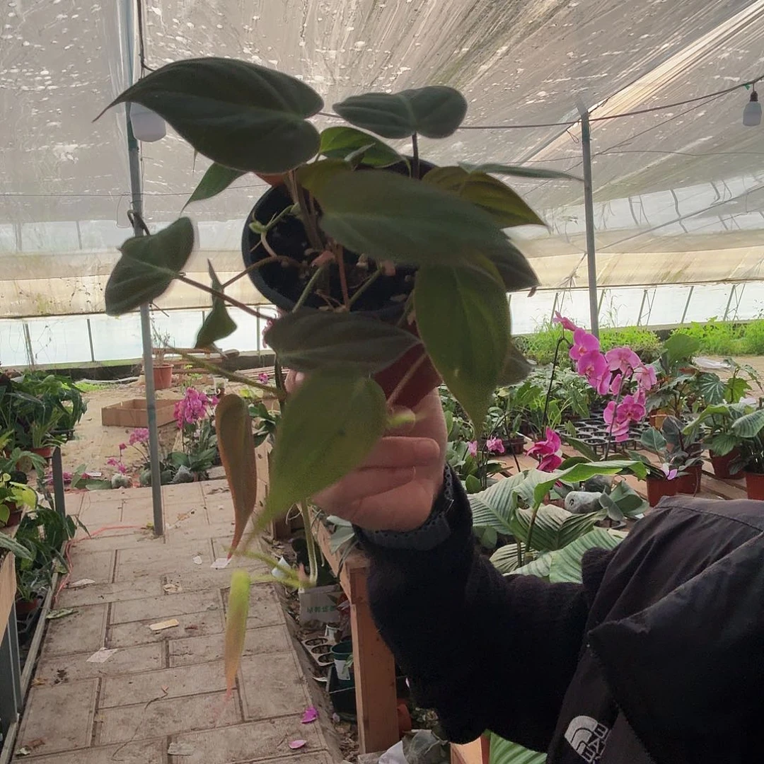 完全开放云母蔓绿绒一棵