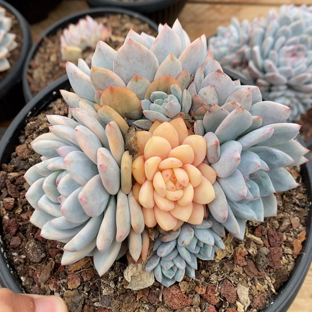 橙子多肉植物A3093