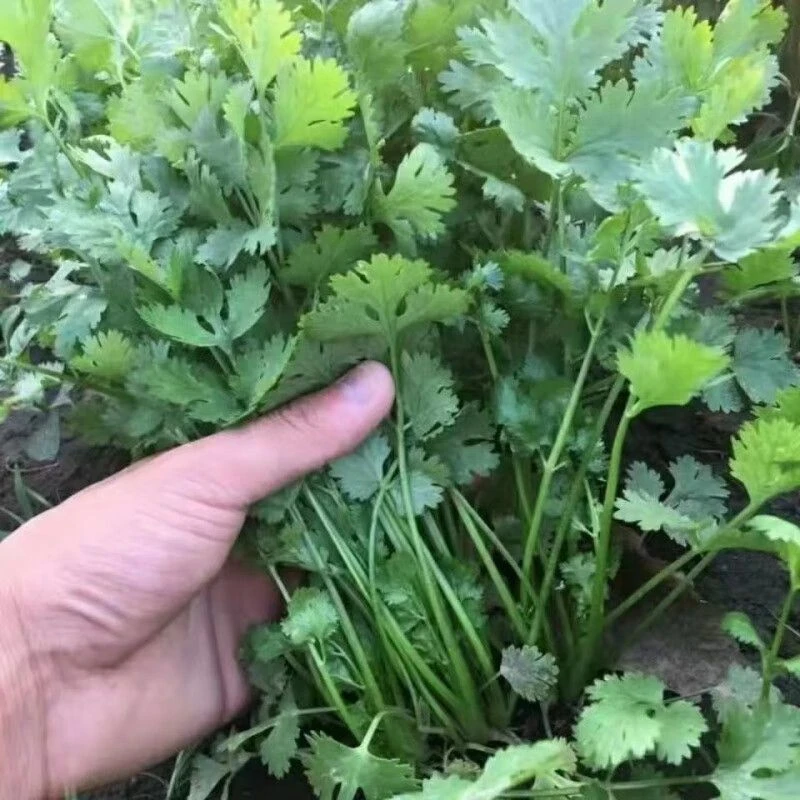 农家自种香菜 生菜  小青菜先摘先发