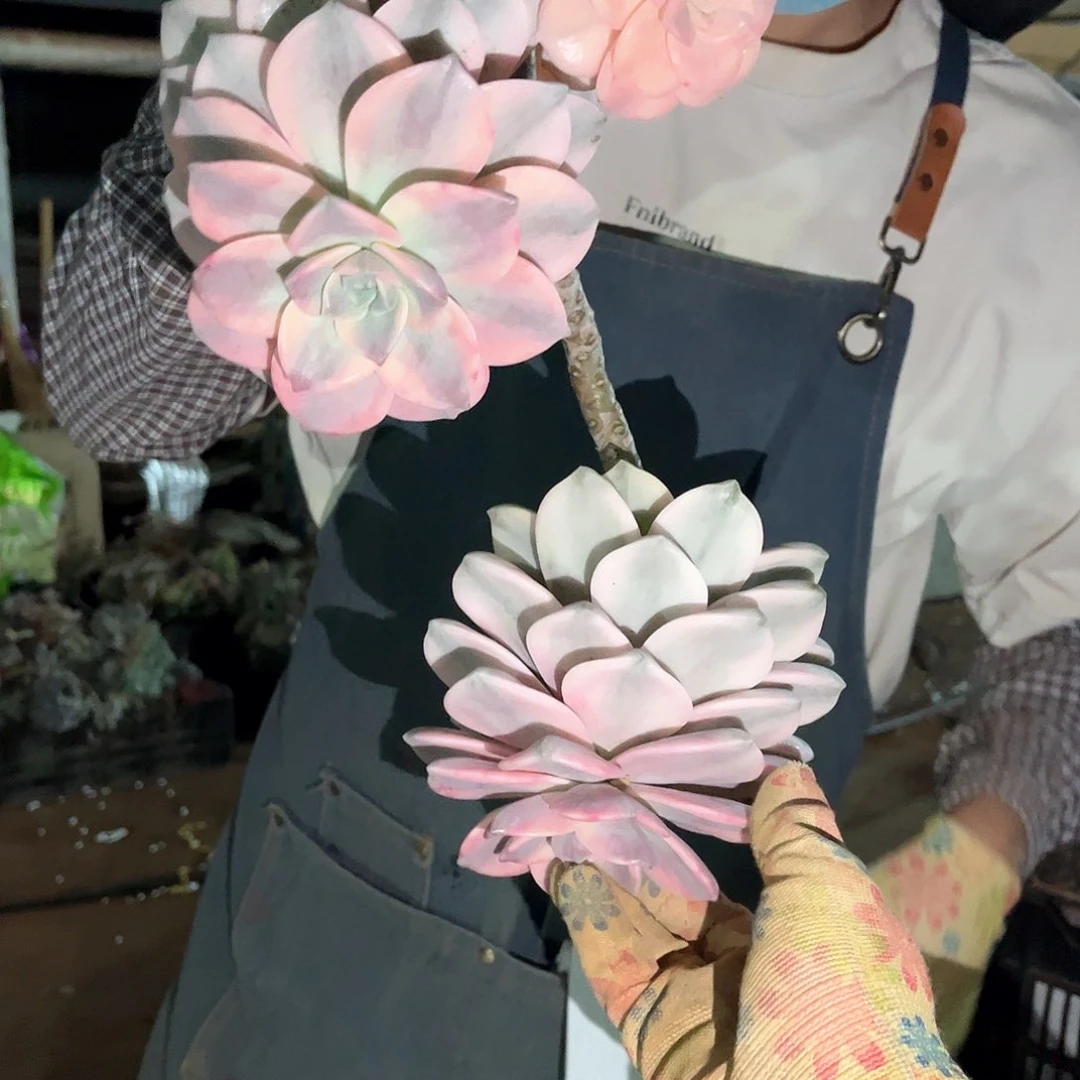 咕***阳多肉植物紫乐景64