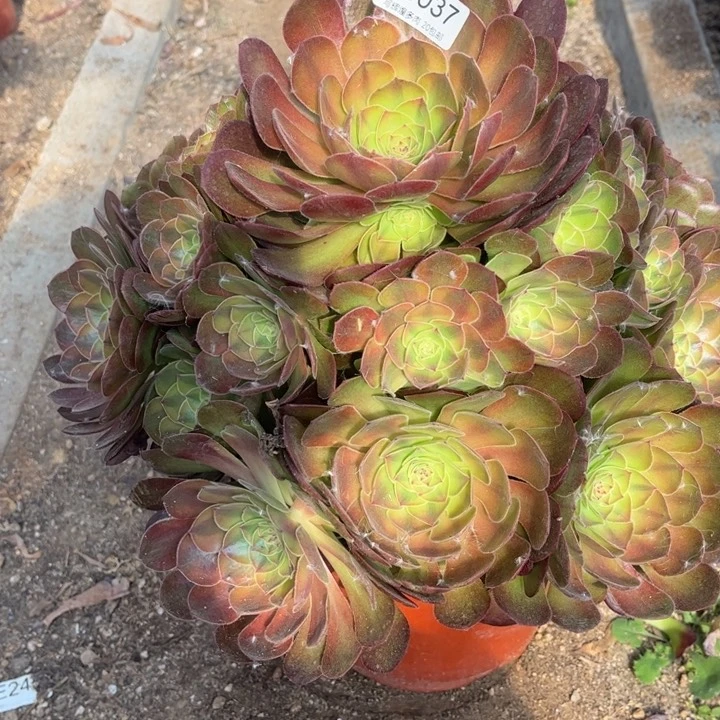 0037雨荷多肉植物