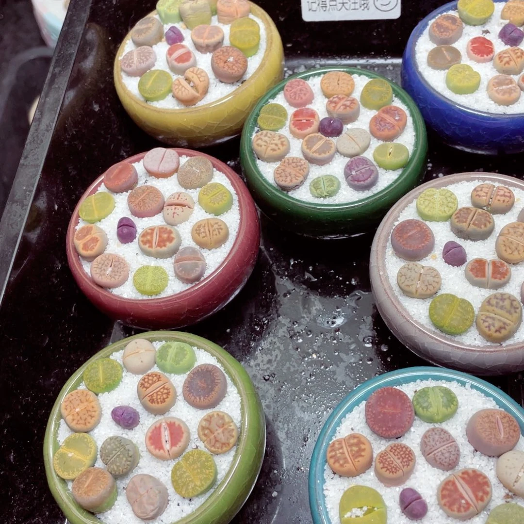 w 99999冰裂纹盆一份一盆量拍