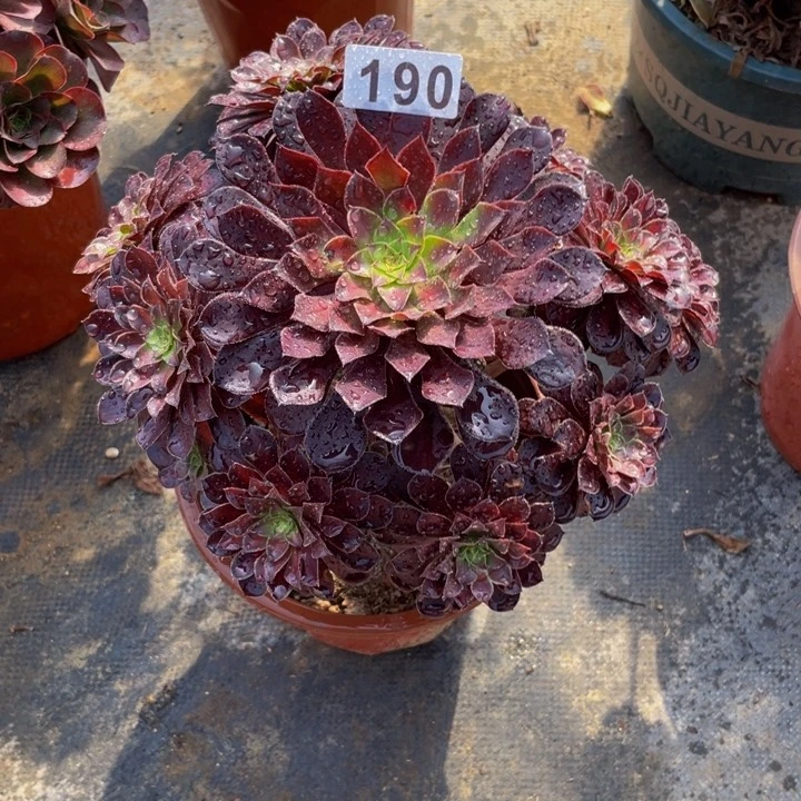 190老庄多肉法师黑天鹅