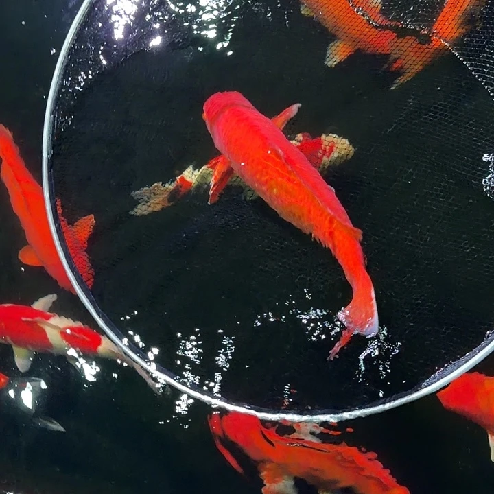 海水鱼介子专拍链接