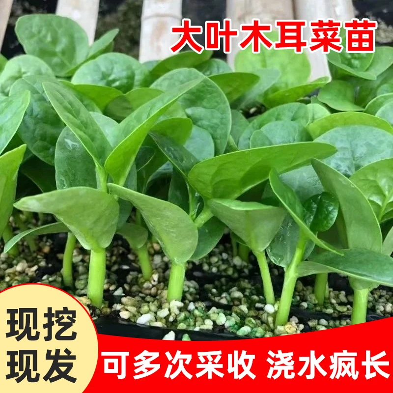 原起点寿光大叶木耳菜秧苗秋冬季青菜籽种可食用阳台盆栽高产四季