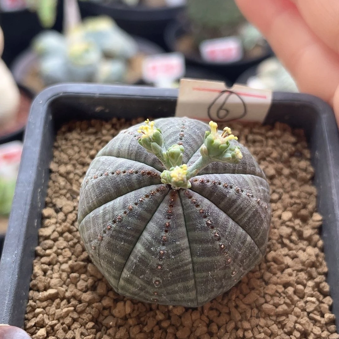 拉链锈斑欧系布纹球仙人球