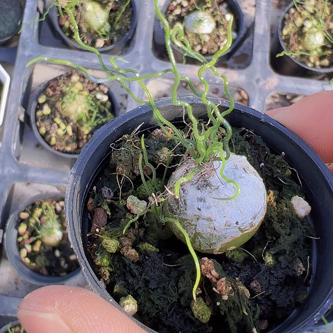 海葱19包邮多肉植物