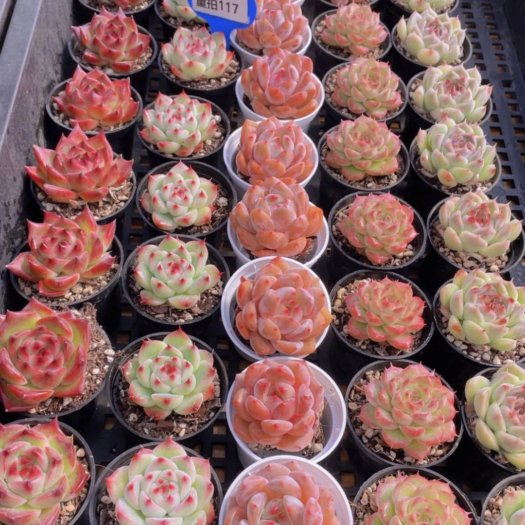 量拍117号 精美组合单头5个