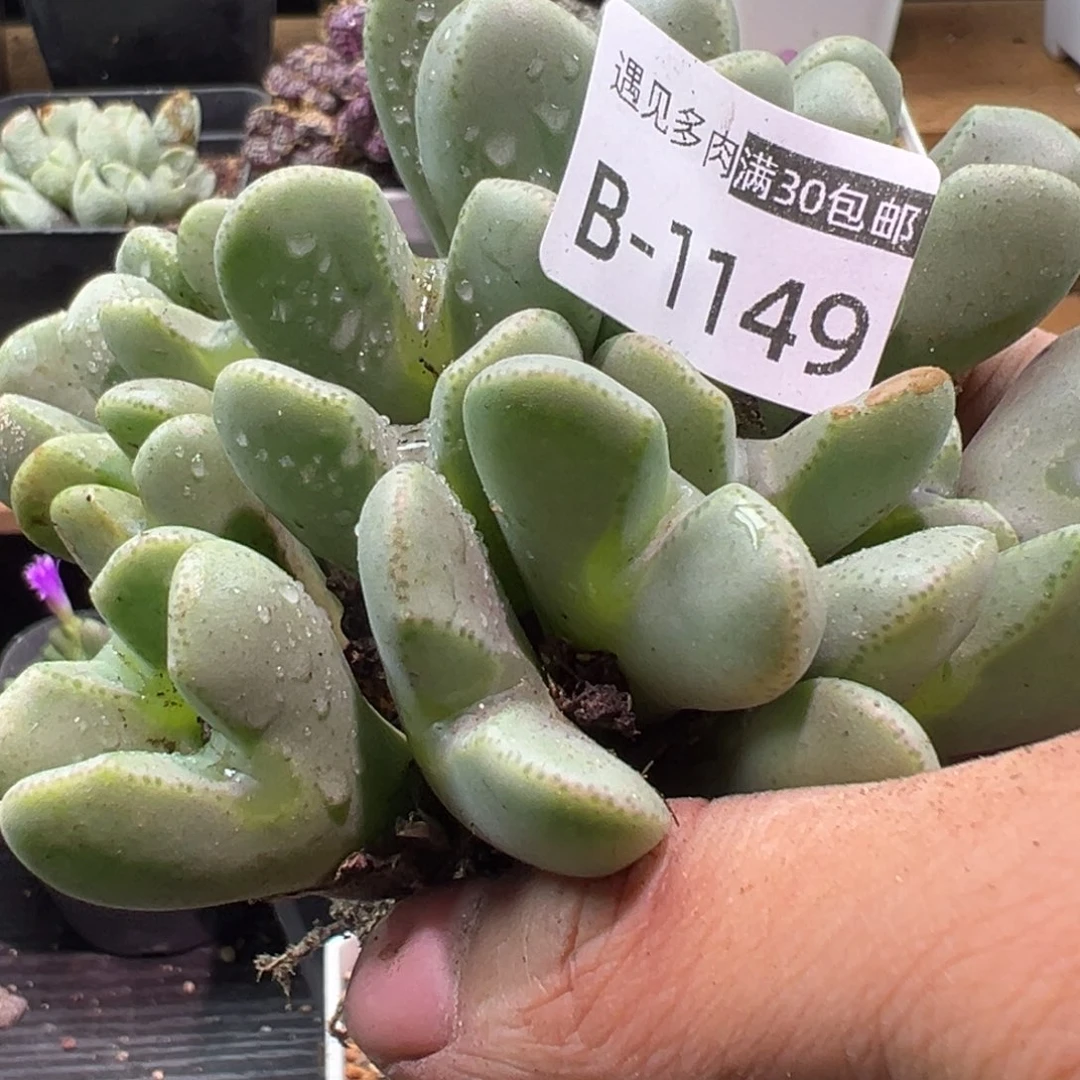 多肉植物1111111111111