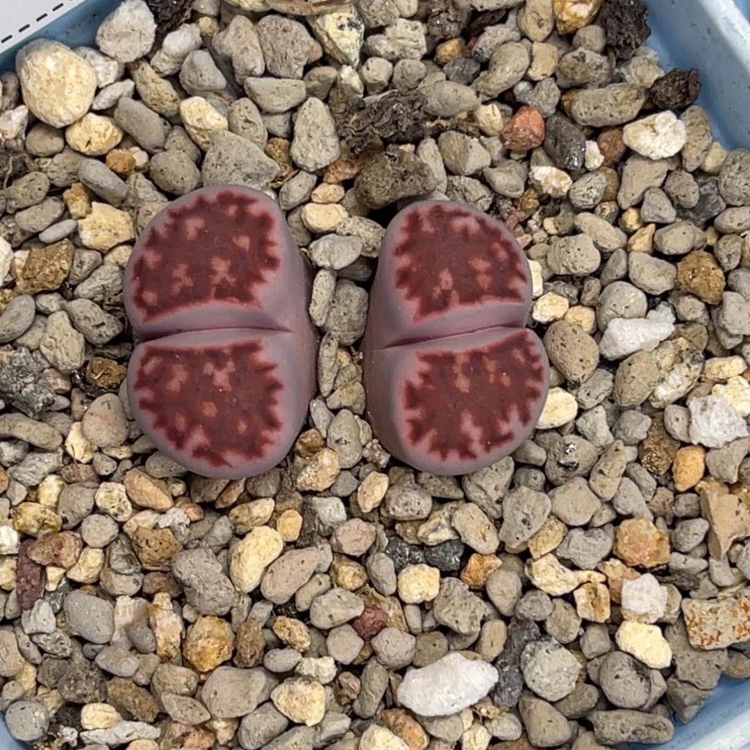 3005双头紫花纹玉1