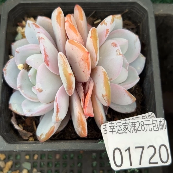 幸运的是我还没遇到过