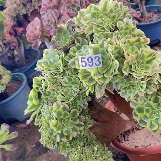 ꧁***꧂多肉植物一个绿恩莎